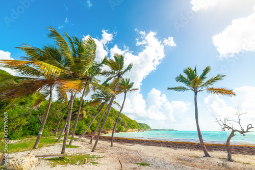Fototapeta Naklejka Na Ścianę i Meble -  Coconut palm trees in Pointe de la Saline beach