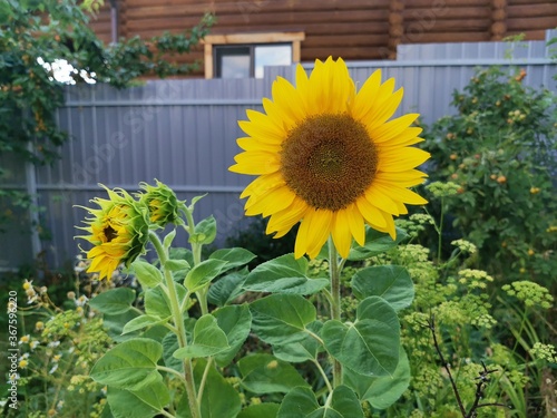 sunflowers in a garden
