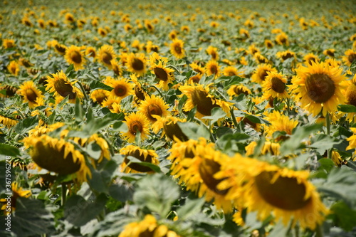 tournesol