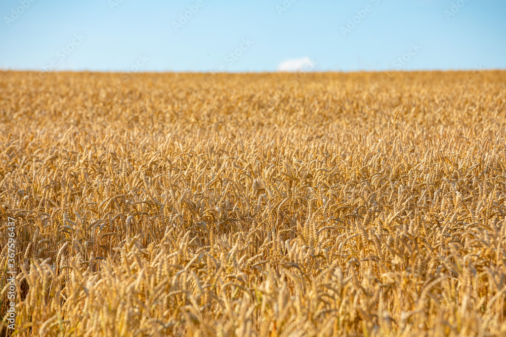 Golden field of wheat in sunny day, Czech republic Golden field of wheat in sunny day, Czech republic