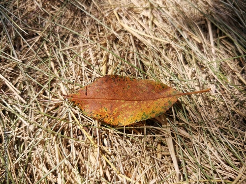 leaf on the ground