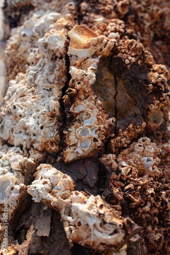 fossilized sea shells on rusty metal