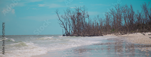 Fototapeta Naklejka Na Ścianę i Meble -  Beach Photos of marco island with drift wood on the beach in florida 
