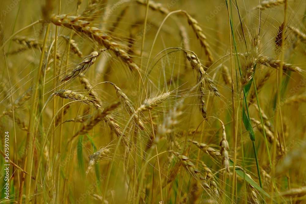 Obraz premium golden wheat field