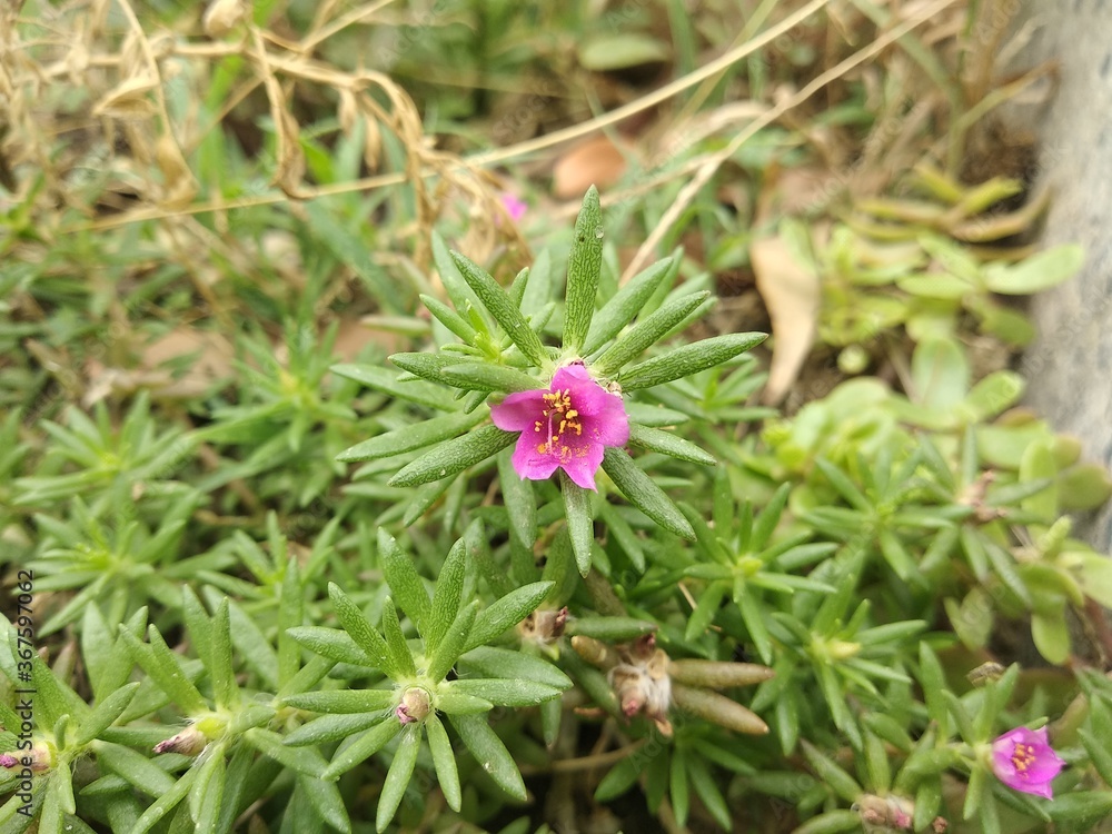 Portulaca grandiflora or moss rose flowers – Delhi,India. Portulaca grandiflora or moss rose flowers – Delhi,India.