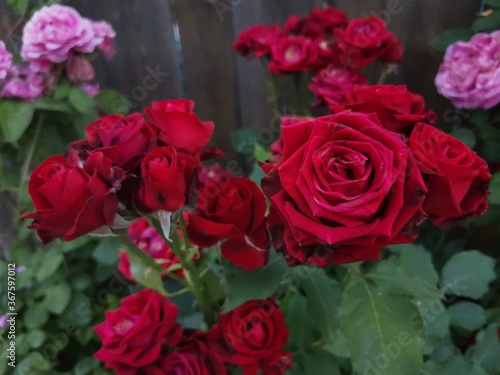 red roses in garden