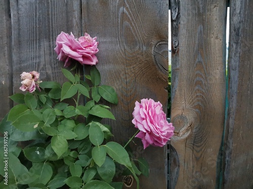 pink flowers on wooden background