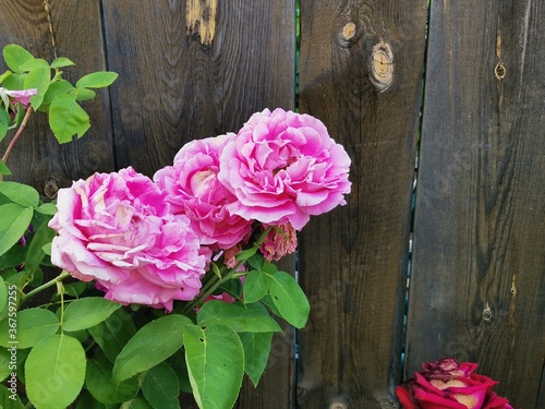 pink roses on wooden background