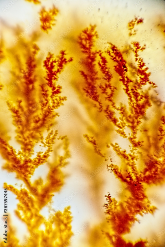 Dendrite crystals macro Dendrite crystals macro