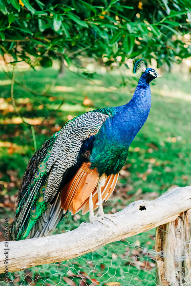 Naklejka premium Peacock on fence