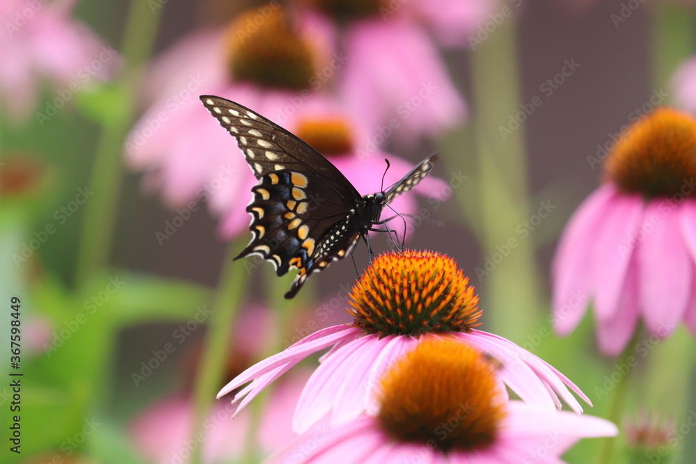 male black swallowtail (papilio polyxenes) on purple coneflower ((echinacea purpurea) male black swallowtail (papilio polyxenes) on purple coneflower ((echinacea purpurea)