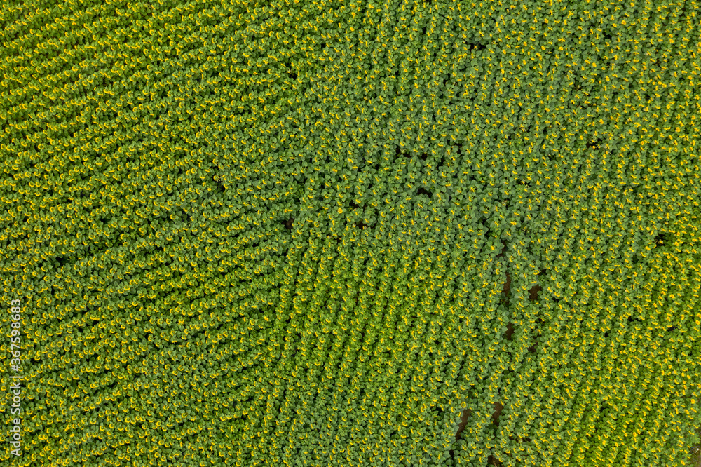 sunflower field, farm field, agriculture, view from above sunflower field, farm field, agriculture, view from above