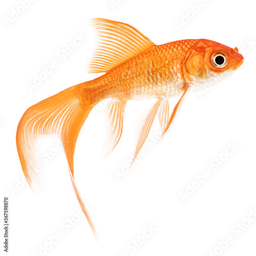 Comet Goldfish