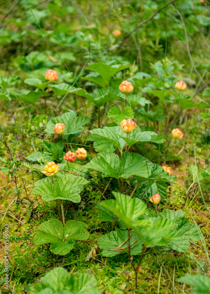 Fototapeta premium Cloudberry grow in the swamp in latvia, summer in the swamp