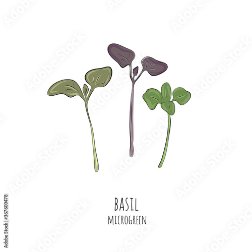 Hand drawn basil micro greens. Vector illustration in sketch style isolated on white background.