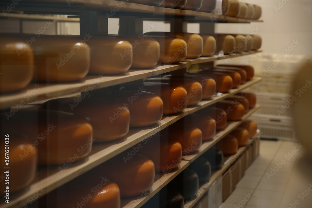 Fresh cheese heads on rack in factory warehouse - obrazy, fototapety, plakaty 