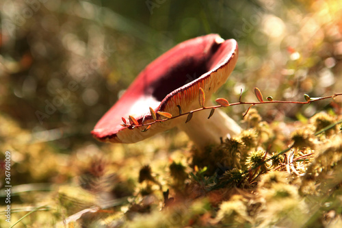 A russula mushroom, with a red cap, in a Belarusian forest, with sunlight. © наталья саксонова