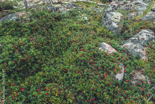 Vaccinium vitis-idaea (lingonberry, partridgeberry or cowberry). Fresh wild lingonberry in forest. Organic lingonberry.  photo