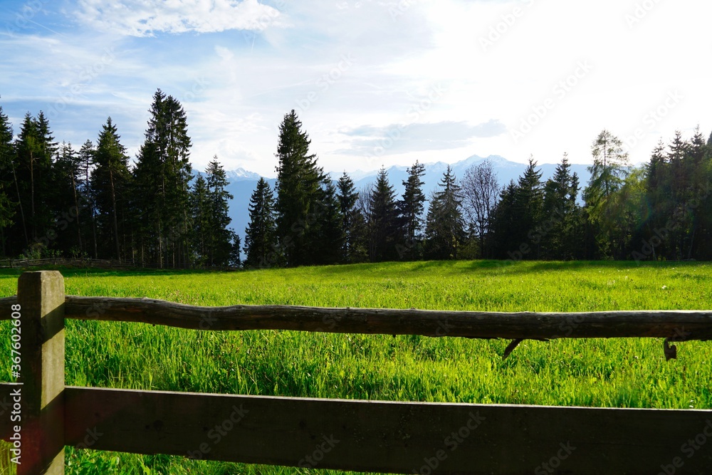 green meadow in alpine area, southern tyrol