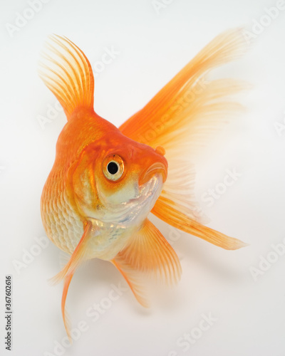 Gold Fish © vangert