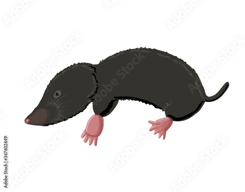 Black mole in cartoon style. Drawing isolated on a white background. Stock vector illustration.