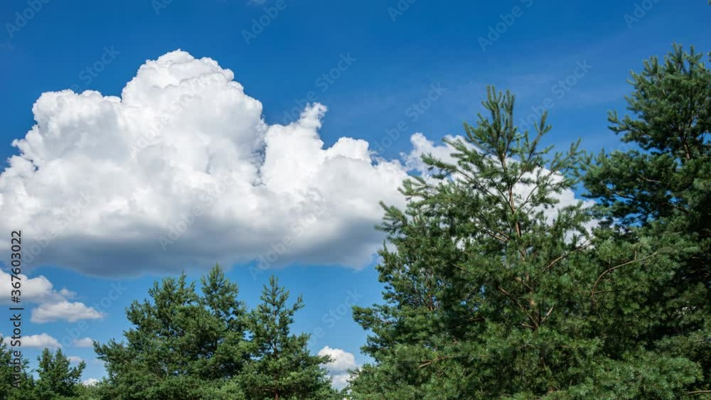 clouds moving over the canopy of the pine forest
clouds moving over the canopy of the pine forest