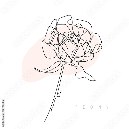 A peony by one line on white and pink background. Continuous drawing. Line art. Greeting card, poster, banner. Packaging design, label. Beauty. Black single line illustration of flower
