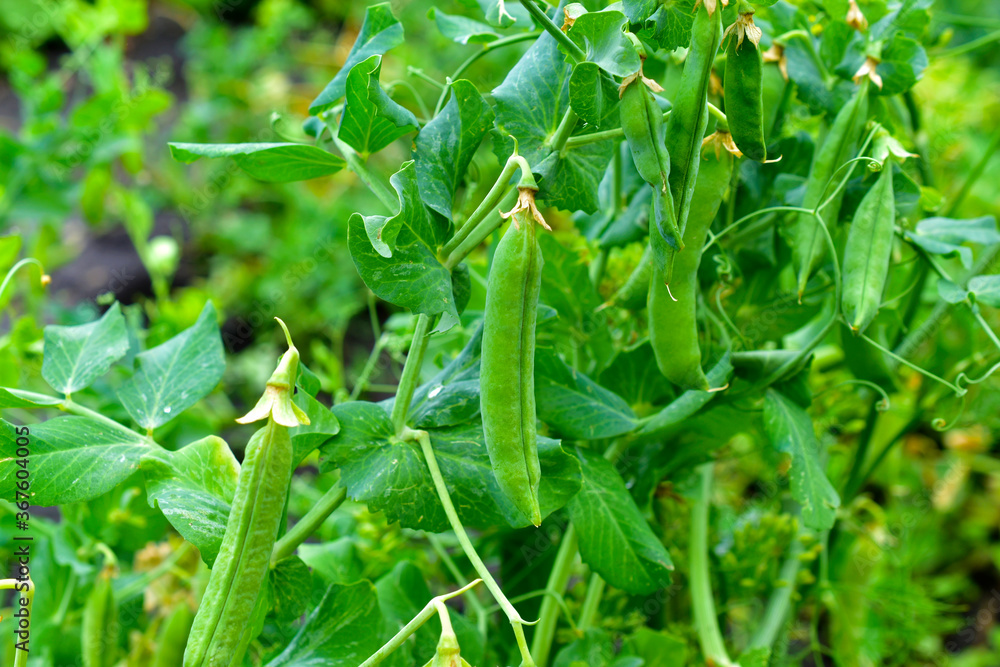 Fresh pods of ripe peas in the garden bed Fresh pods of ripe peas in the garden bed