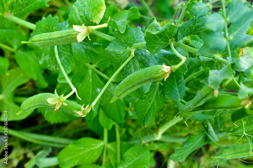 Fresh pods of ripe peas in the garden bed