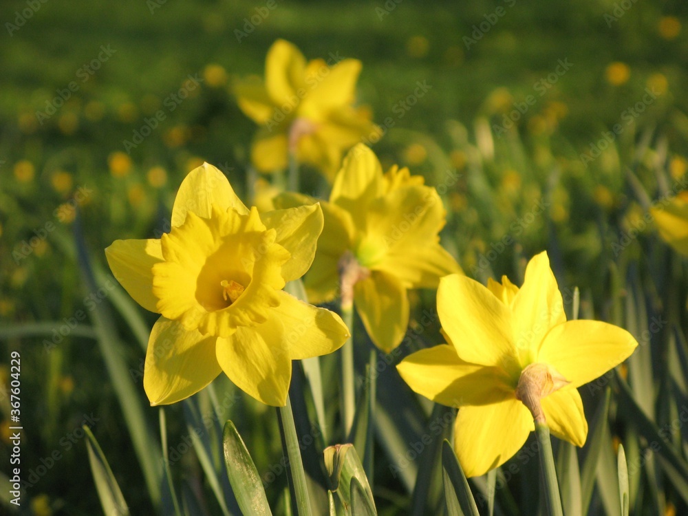 Obraz premium Jonquil or rush daffodil (Narcissus jonquilla) - yellow spring flowers used as a fundraising symbol