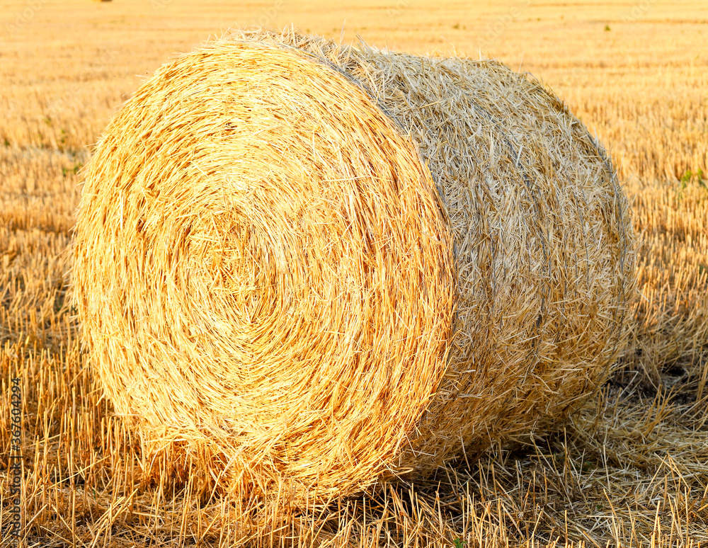 Round sheaf of hay on the background of the field Round sheaf of hay on the background of the field