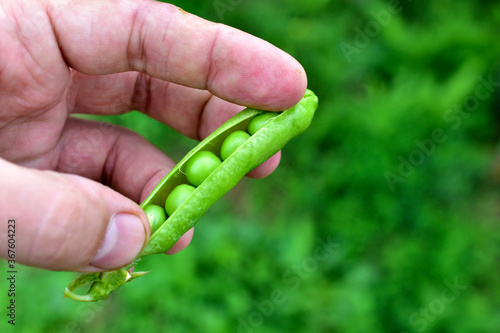 A pod of fresh peas with beans in their hands