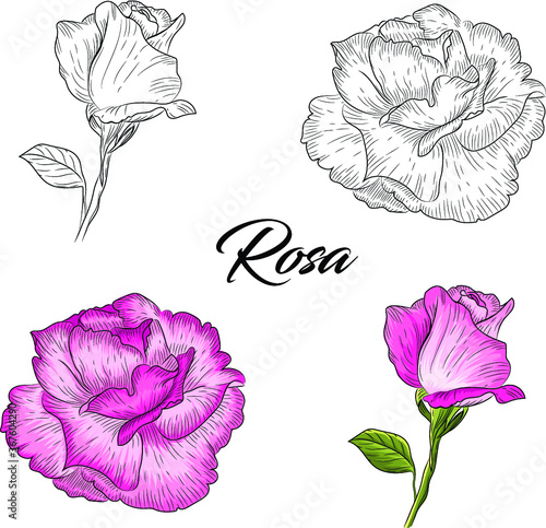 Rosa