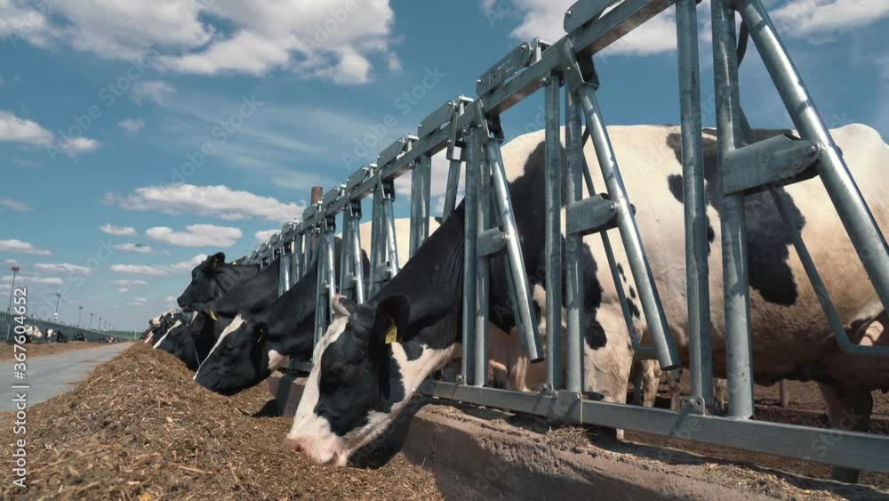 Cows on dairy farm eating hay in outdoor barn. Breeding and feeding for milking cattle Cows on dairy farm eating hay in outdoor barn. Breeding and feeding for milking cattle