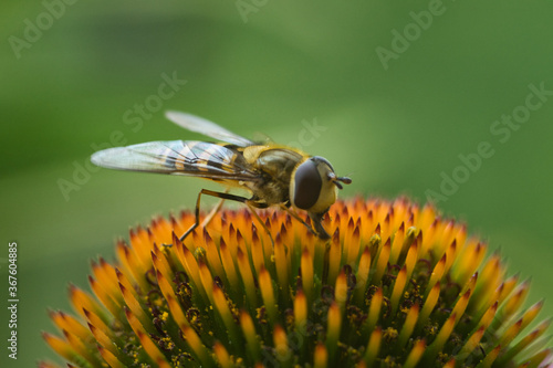 Schwebefliege auf einer Blume