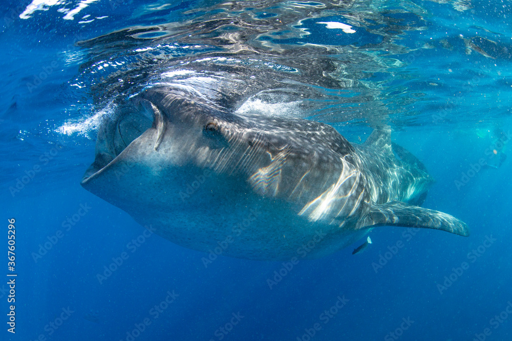 Naklejka premium Whale shark swimming in the warm blue waters off of Cancun