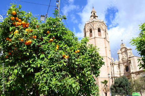 Oranges on the orange tree hanging from a branch in Valencia Spain with the Metropolitan Cathedral–Basilica in the background.