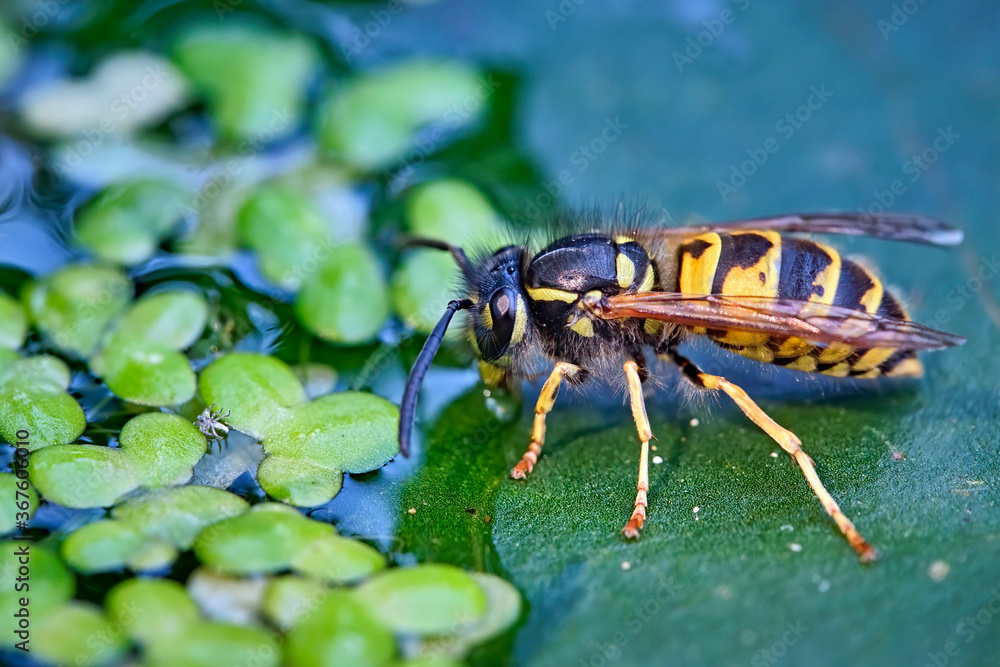 Gemeine Wespe ( Vespula vulgaris ). Gemeine Wespe ( Vespula vulgaris ).