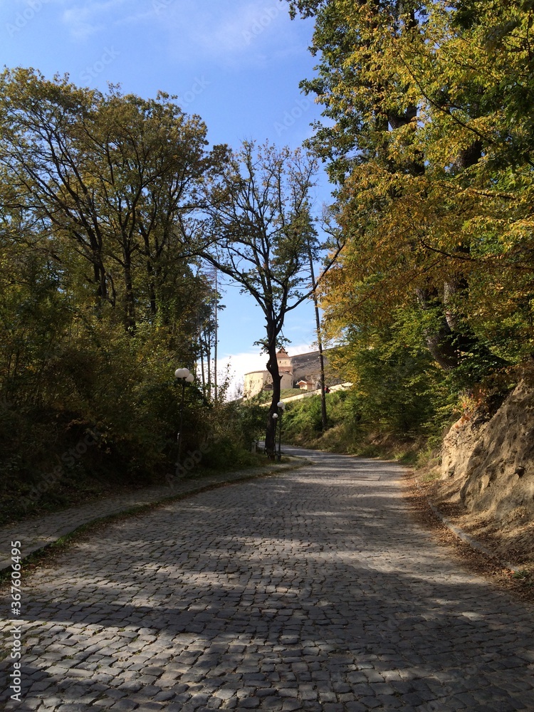 Obraz premium Road in autumn forest.