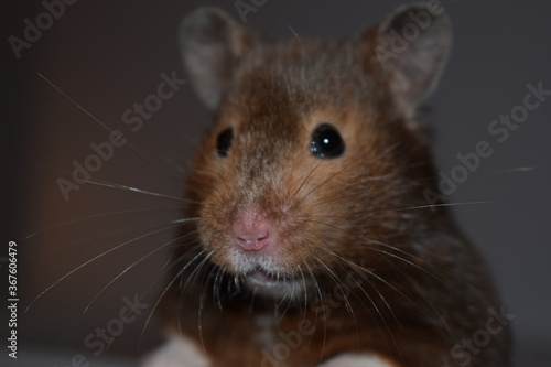 closeup photo of a brown domestic syrian hamster