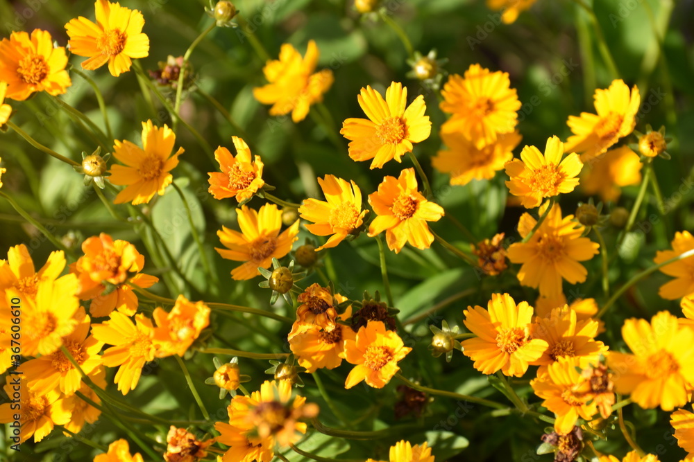 yellow flowers in the sunlight yellow flowers in the sunlight