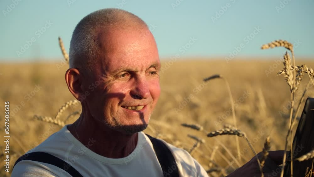 Senior farmer using tablet on wheat field. Farmer inspects wheat growth. Concept of digital technologies in agriculture Senior farmer using tablet on wheat field. Farmer inspects wheat growth. Concept of digital technologies in agriculture