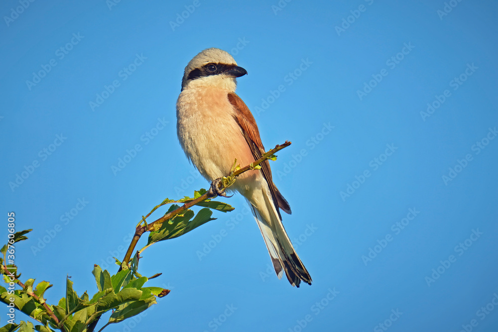 Neuntöter ( Lanius collurio ) oder Rotrückenwürger ( auch Rotrückiger Würger ). Neuntöter ( Lanius collurio ) oder Rotrückenwürger ( auch Rotrückiger Würger ).