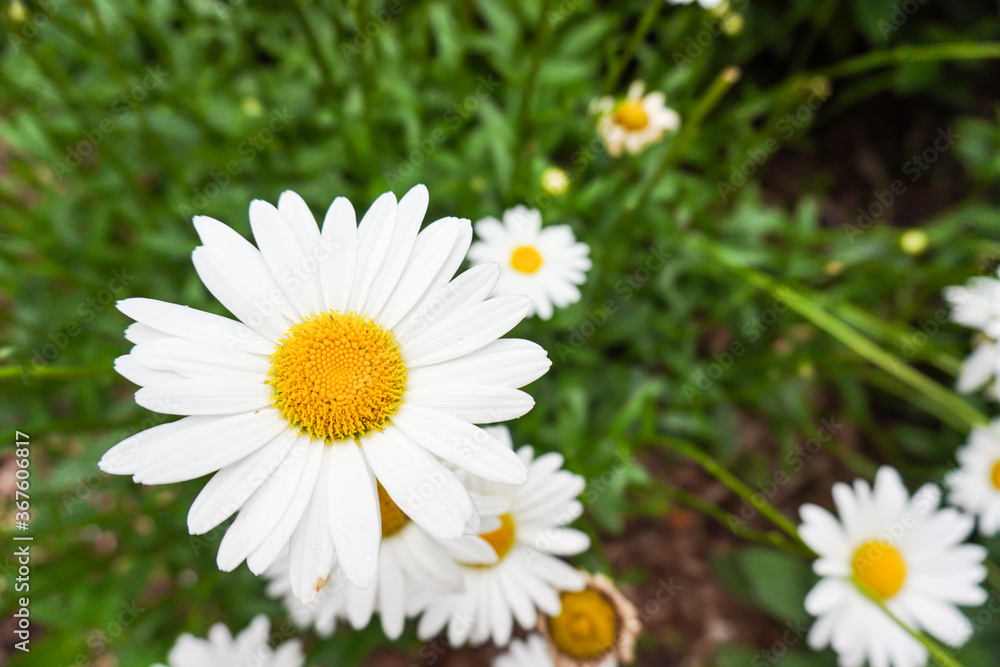 Close-up of a bright white daisy in a garden in summer with other flowers Close-up of a bright white daisy in a garden in summer with other flowers