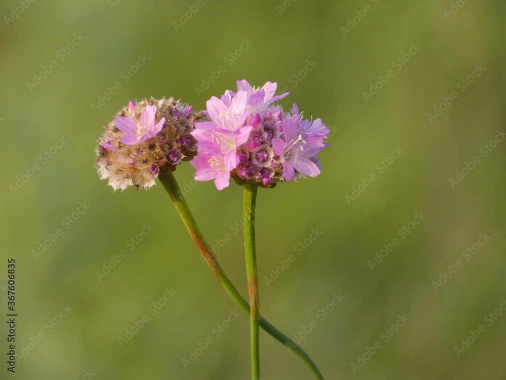 Pink flowers of sea thrift (Armeria Maritima) Pink flowers of sea thrift (Armeria Maritima)