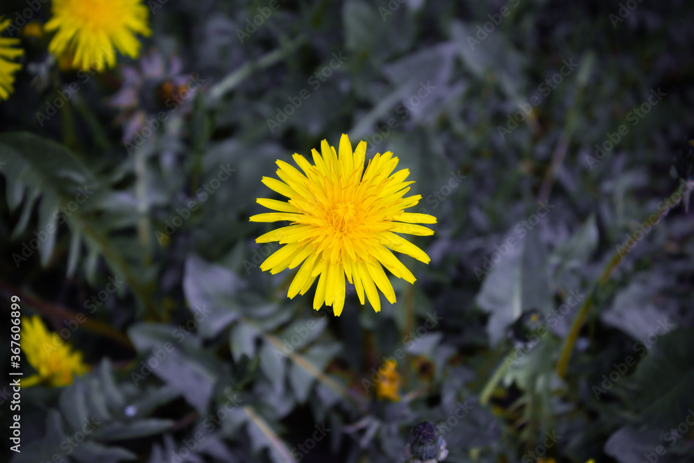 Yellow dandelion inflorescence on a background of grayish toned grass. Tinted. Yellow dandelion inflorescence on a background of grayish toned grass. Tinted.