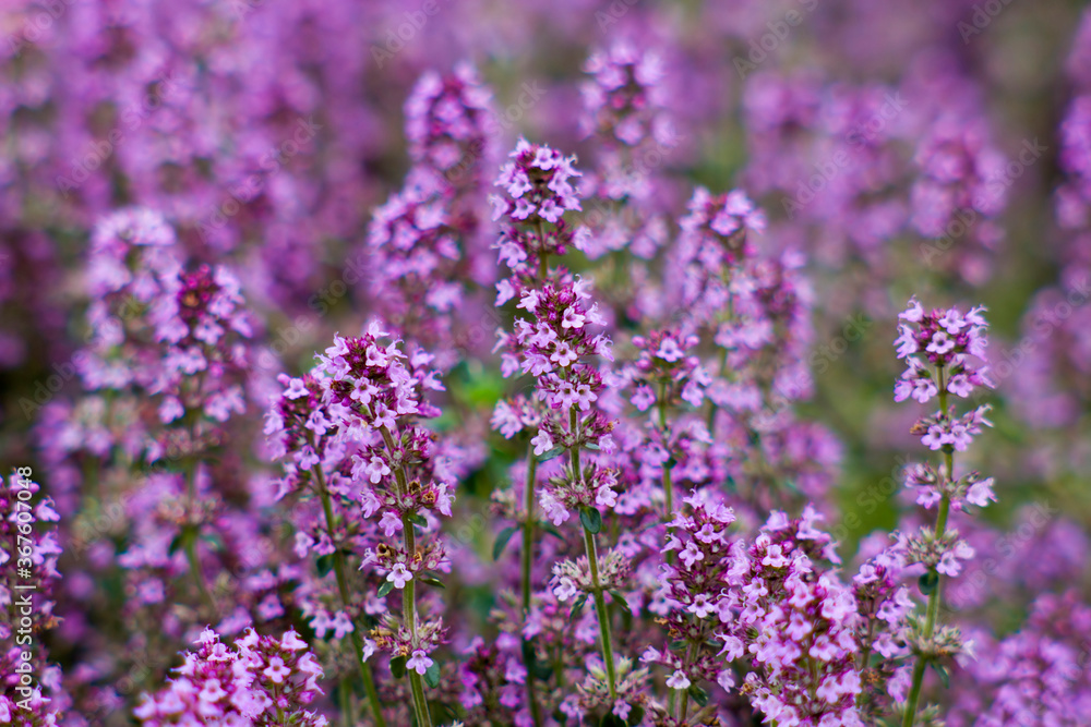 Obraz premium Violet blooming thyme in the garden