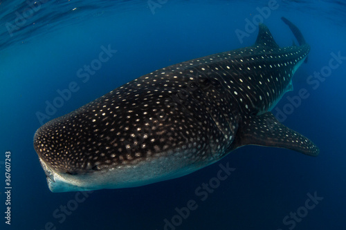 Whale shark swimming in the warm blue waters off of Cancun