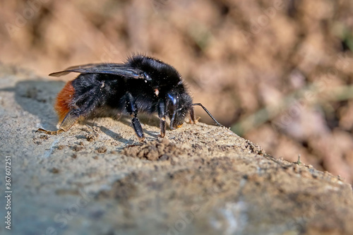 Steinhummel ( Bombus lapidarius ).