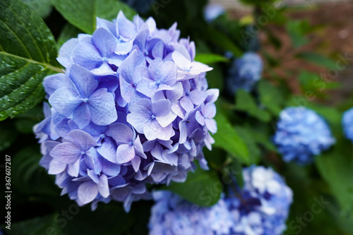 Close-up of a blue hydrangea bloom on a bush with green leaves